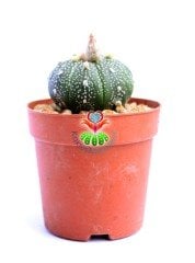 Astrophytum asterias (Zucc.) Lem 7 cm Saksıda Sarı Renk Çiçek Açar