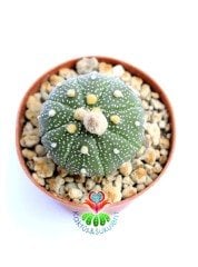 Astrophytum asterias (Zucc.) Lem 7 cm Saksıda Sarı Renk Çiçek Açar