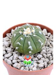 Astrophytum Asterias Oobio Tüylü Dikenli-7 cm Saksıda Nadir Tür