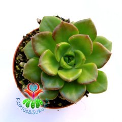 Sukulent,Echeveria Emerald Ripple-Güneşte Kırmızı Uçlu-Dayanıklı Tür -5,5 cm saksıda-Sukulent,Kaktus
