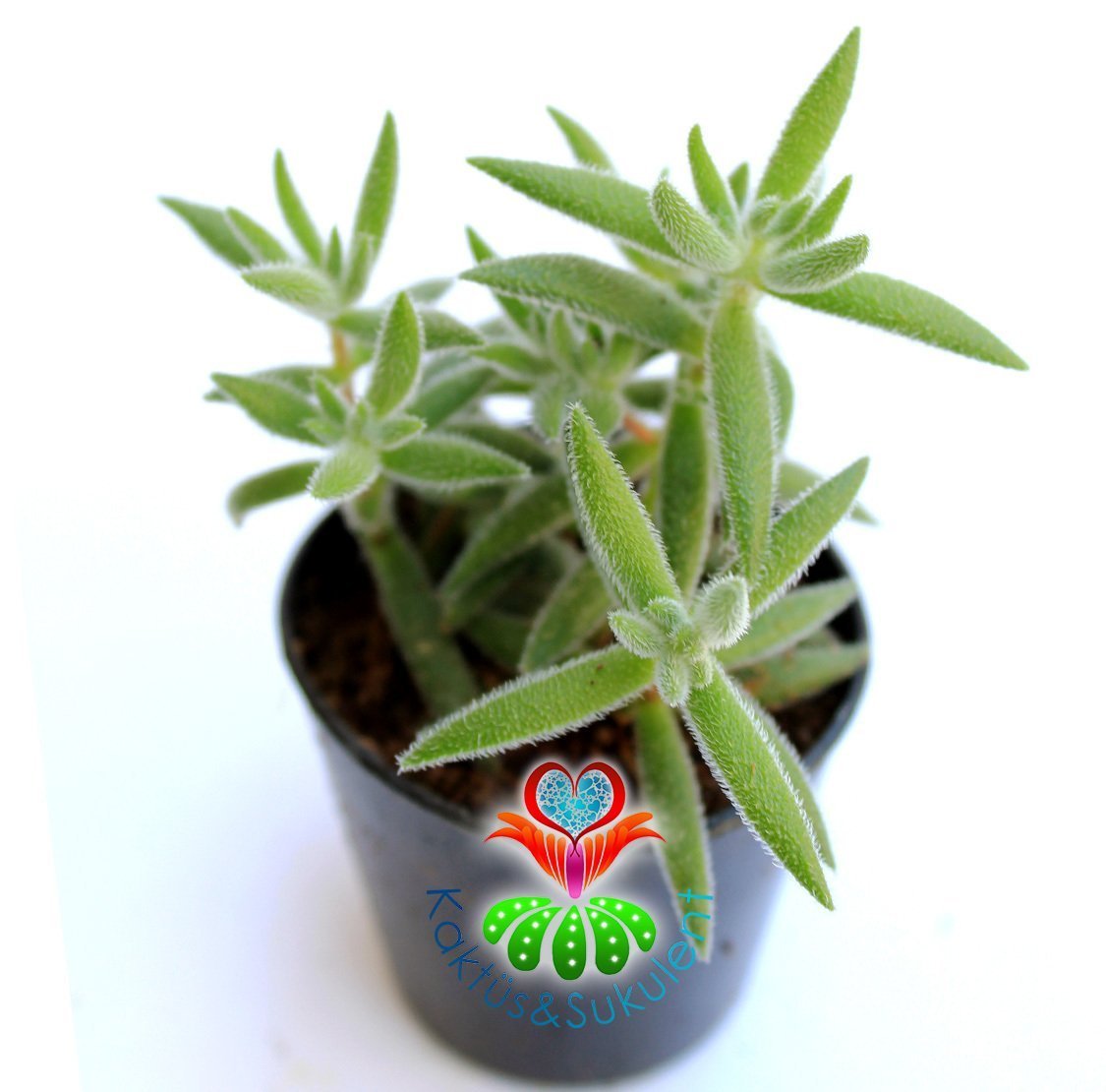 Sukulent,Crassula Mesembrianthoides Hispida-Tüylü Yapraklı Sıradışı Tür-5,5 cm saksıda-Kaktus