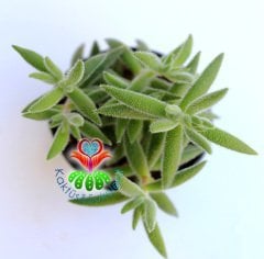 Sukulent,Crassula Mesembrianthoides Hispida-Tüylü Yapraklı Sıradışı Tür-5,5 cm saksıda-Kaktus