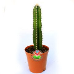 Cereus Peruvianus' Fairy Castle' Peri Kalesi Kaktüs-5,5 cm Saksıda