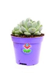 Echeveria Minima Blue Rosette-8,5 cm Saksıda-Mavi Yapraklı