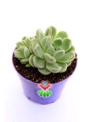 Echeveria Minima Blue Rosette-8,5 cm Saksıda-Mavi Yapraklı