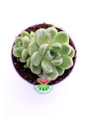 Echeveria Minima Blue Rosette-8,5 cm Saksıda-Mavi Yapraklı
