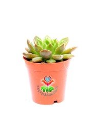 Echeveria Green Frog-5,5 cm Saksıda-Yeşil Kırmızı Uçlu Yapraklı