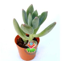 Echeveria Elegans Blue-5,5 cm Saksıda-Sıradışı Yapraklı