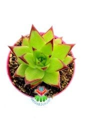 Echeveria Agavoides 'Lipstick' Red Edge (Ruj)-Güneşte Yaprak Uçları Kızarır -8,5 cm saksıda