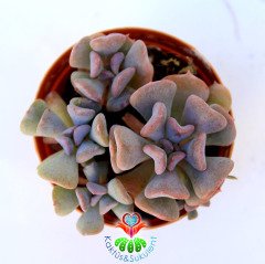 Echeveria Cubic Frost- 5,5 cm Saksıda-Kıvrık Yapraklı