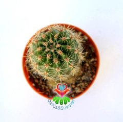 Echinopsis Oxygona-Kaynana Topuzu Kaktüs-5,5 cm Saksıda