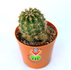 Echinopsis Oxygona-Kaynana Topuzu Kaktüs-5,5 cm Saksıda