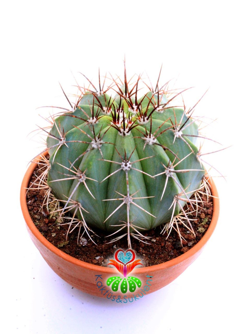 Melocactus Azureus-Mavi Renk Yuvarlak Formlu Kaktüs-15 cm Saksıda