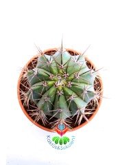 Melocactus Azureus-Mavi Renk Yuvarlak Formlu Kaktüs-15 cm Saksıda