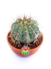Melocactus Azureus-Mavi Renk Yuvarlak Formlu Kaktüs-15 cm Saksıda