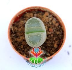 Lithops Olivacea-Açık Mavi Renk -5,5 cm Saksıda -Yaşayan Taş Kaktüs-Altıntaş-Sarı Renk Çiçek Açar