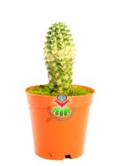 Euphorbia Mammillaris Variegata-Beyaz Renkli -5,5cm Saksıda