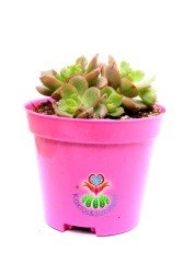Echeveria Minima Red Edge 8 cm Saksılı Baharda Yaprakları Kızarır