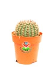 Echinopsis Hybrid -Büyük Turuncu Renk Çiçek Açan Kaktüs 8,5 cm Saksıda