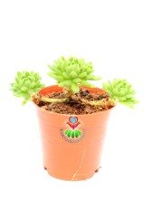Sedum Sp. 5,5 cm Saksılı  Bol Yavru Yapan Sukulent