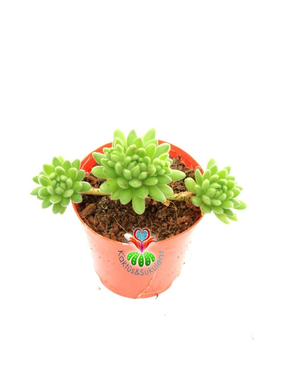 Sedum Sp. 5,5 cm Saksılı  Bol Yavru Yapan Sukulent