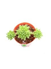 Sedum Sp. 5,5 cm Saksılı  Bol Yavru Yapan Sukulent