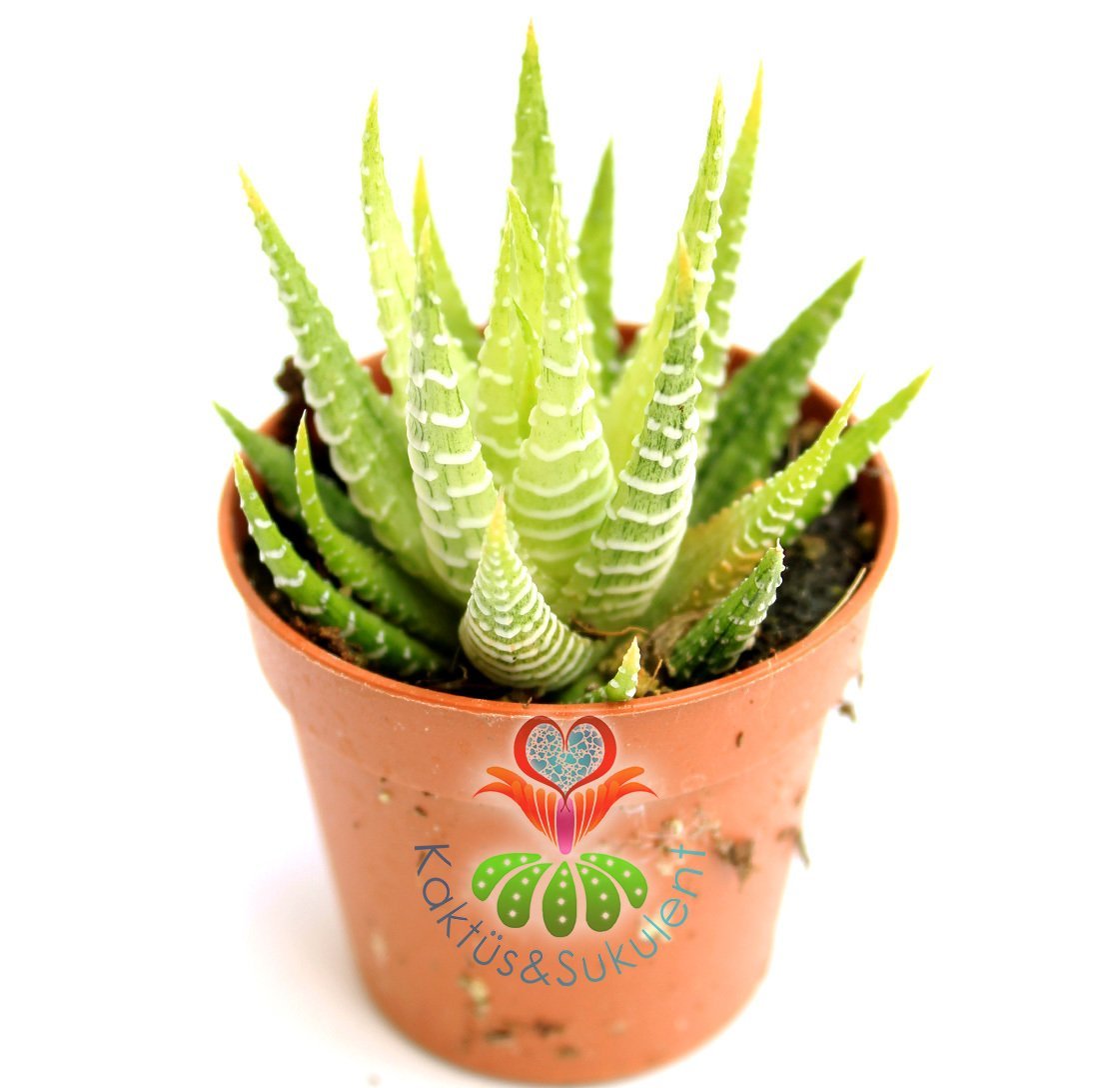 Sukulent,Haworthia Attenuata Variegata -Sarı Yapraklı Canlı Renkli- 5,5 cm saksıda-Teraryum,Kaktus