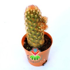 Mammillaria Elongata Copper King- Bakır Rengi Kaktüs-5,5 cm Saksıda