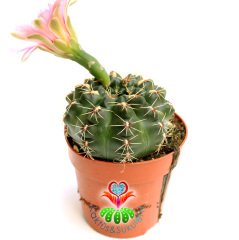 Kaktüs,Gymnocalycium Baldianum -Pembe Çiçek Açar-1.Sınıf İthal 6 cm Bitki Çapı- 8 cm saksılı