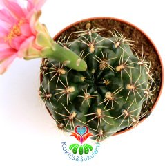 Kaktüs,Gymnocalycium Baldianum -Pembe Çiçek Açar-1.Sınıf İthal 6 cm Bitki Çapı- 8 cm saksılı