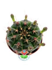 Gymnocalycium Mihanovichii Green 8 cm Saksıda Bol Çiçek Açan Kaktüs