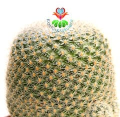Kaktüs-Mammillaria Lanata-Koyu Pembe Renk Çiçek Açar Büyük Boy Simetrik Düzgün Formlu-12 cm Saksıda