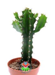 Euphorbia Ingens-Mükemmel Form Dev Boylara Ulaşan Kaktüs -5,5 cm Saksıda