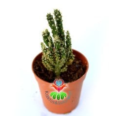Opuntia Gracilicylindrica - Sıradışı Tür- 5,5 cm Saksıda