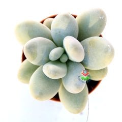 Pachyphytum Oviferum (Moonstones)-Ay Taşı-Tombul Yapraklı-5,5 cm Saksıda