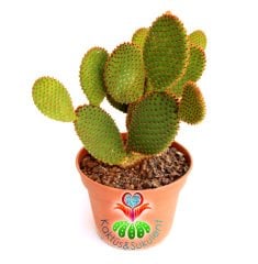 Dev Tavşan Kaktüs,Opuntia Microdasys Bronze-Bronz Renk Dikenli- 15 cm saksıda Büyük Boy