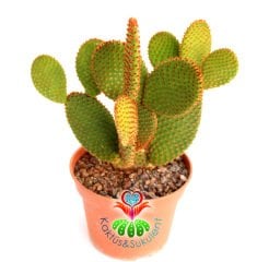 Dev Tavşan Kaktüs,Opuntia Microdasys Bronze-Bronz Renk Dikenli- 15 cm saksıda Büyük Boy