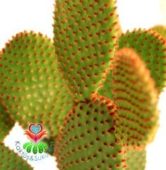 Dev Tavşan Kaktüs,Opuntia Microdasys Bronze-Bronz Renk Dikenli- 15 cm saksıda Büyük Boy