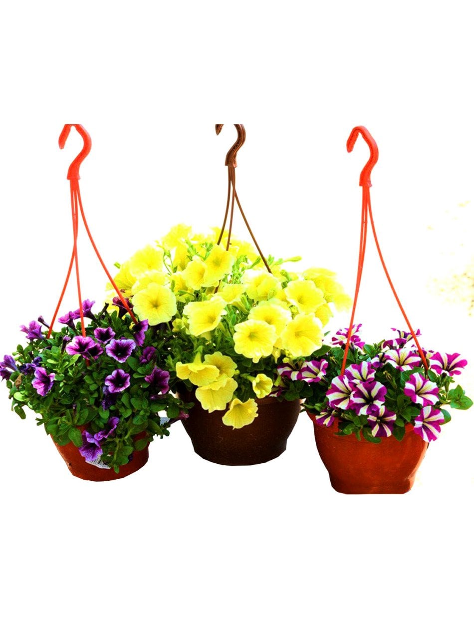 Petunya Çiçeği, Renk Seçenekli 15 cm Askılı Saksıda Bol Çiçekli Petunia Hybrida