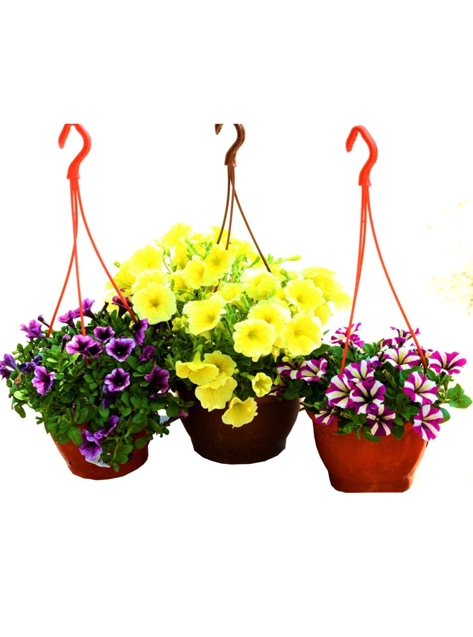 Petunya Çiçeği, Renk Seçenekli 15 cm Askılı Saksıda Bol Çiçekli Petunia Hybrida