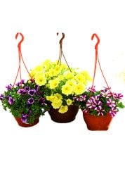 Petunya Çiçeği, Renk Seçenekli 15 cm Askılı Saksıda Bol Çiçekli Petunia Hybrida