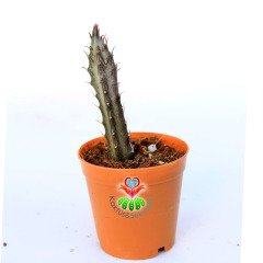 Senecio Stapeliaeformis-5,5 cm Saksıda-Çubuk Formlu