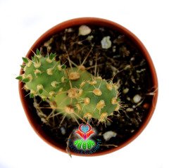 Maihueniopsis Ovata-Sarı Renk Çiçek Açar-Top Formlu-5,5cm Saksıda