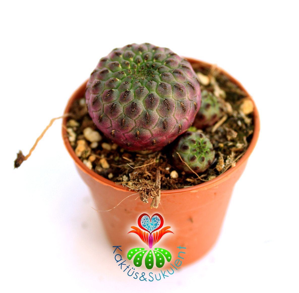 Parlak Pembe Renk Kaktüs, Sulcorebutia Rauschii Violet -Fuşya Çiçek Açar-Nadir Tür--5,5 cm Saksıda-