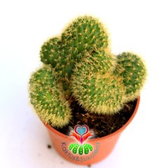 Yavru Beyin Kaktüs, Mammillaria Pilcayensis Cristata-Kıvrımlı Şeklilde Büyür 1.Sınıf-7 cm Saksıda-