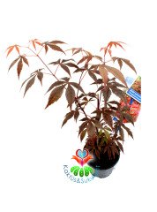 Acer Palmatum Bonsai-Japon Akçaağacı Doğal Kırmızı Renk Yapraklı 30 cm Yükseklik 8,5 cm Saksıda