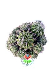 Echinopsis Oxygona -20 cm Saksıda-Büyük Beyaz Çiçek Açar-Kaynana Topuzu