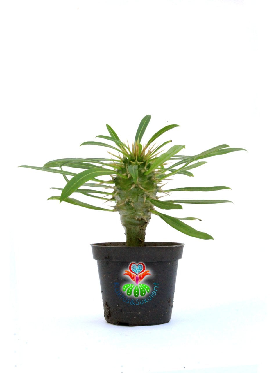 Madagaskar Palmiyesi-Pachypodium Lamerei-8,5 cm saksıda-mini palmiye