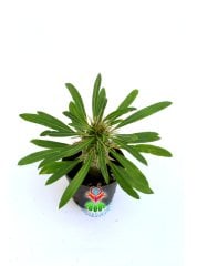 Madagaskar Palmiyesi-Pachypodium Lamerei-8,5 cm saksıda-mini palmiye