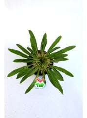 Madagaskar Palmiyesi-Pachypodium Lamerei-8,5 cm saksıda-mini palmiye